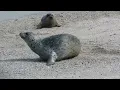 Slap Happy Harbor Seal