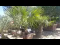Moon Valley Nursery Phoniex Arizona