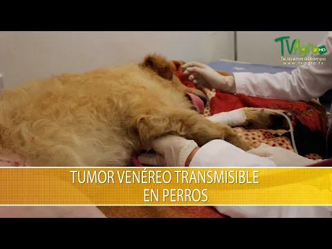 Download MP3 Tumor Venereo Transmitible en Perros - TvAgro por Juan Gonzalo Angel Restrepo