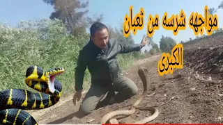 هجوم اشرس كوبرا على   ابراهيم كوبرا في رحله الصيد  دندنها