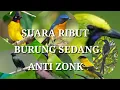 Mp3 pikat burung anti zonk