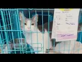 Activist raises concerns about Humane Society of NY