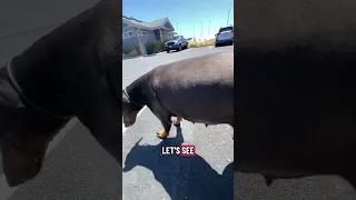 #Fyp #dream #YouTube #doberman #pets