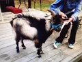 Funny Craigslist Ad - A Free Goat