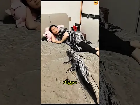 اصحي بسرعة يا ماما! في تمساح كبير أوي على سريرك!😱🐊👀