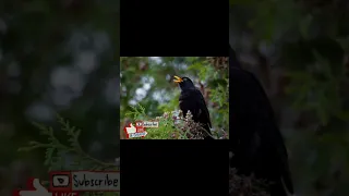 أقوى صوت الشحرور Blackbird Song الشحرور الأسود  أقوى صوت الشحرور Blackbird Song الشحرور الأسود