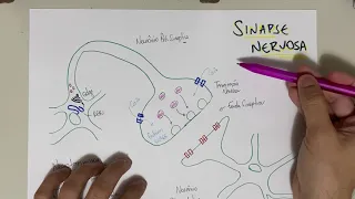Vídeo-Esquema: SINAPSE QUÍMICA