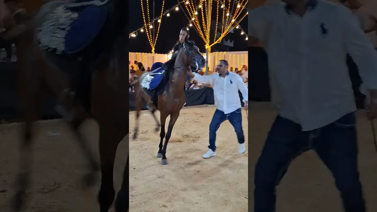خيل رقص حفاة الهرم