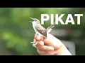 Download Lagu suara pikat ciblek ribut ngecall ngebren nyuit