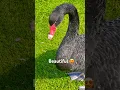 Download Lagu Unexpected Visit: When a Majestic Black Swan Says Hello! 🦢🌞👋#black #swan #lake