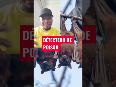 CONTRE EMPOISONNEMENT PUISSANT DÉTECTEUR  #fyp #viral #Maitremalick #reel #ritual #foryou #video