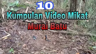 Download 10 Video Terbaik Mikat Murai Batu Hutan MP3