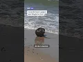 Levende bever gespot aan de Belgische kust