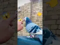 Download Lagu #pigeon #kabutar #birds #kabootar #pigeonlover #new #newbird #shortsvideo #videos #trending 😱😱😱