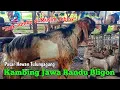 IT'S THE SEASON FOR DROP PRICES‼️BLIGON MALE JAVA RANDU GOATS