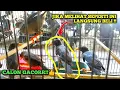 Download Lagu Begini cara milih Jalak Kebo di Ombyokan‼️Pasti dapet bagus kalau tahu caranya
