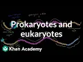 Differences in translation between prokaryotes and eukaryotes MCAT Khan Academy