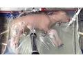 Download Lagu The Artificial Womb has been Tested Successfully