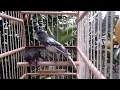 Lagu Belgian Canary singing for mating #canarias #canary #canarios #cute #cutecanaty #beautifull #sing