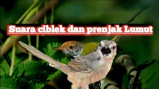 suara burung prenjak lumut dan ciblek gunung