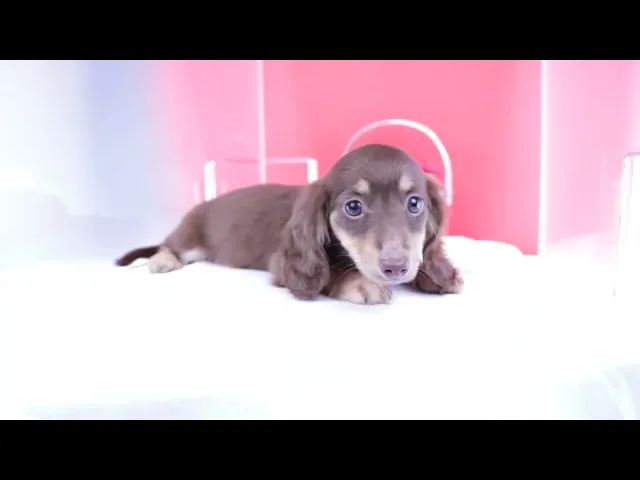 動画