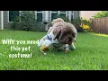 This pet costume comes in multiple sizes and is so fun Link in description