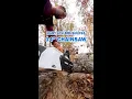 HART 40V 14 Brushless Chainsaw