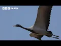 Download Lagu Migrating Cranes Face Deadly Attacks Over the Himalayas | BBC Earth