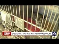 Weber County Animal Shelter eases overcrowding with online pet adoptions