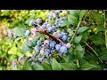 Download Lagu The Largest and Tastiest Blueberries ANYONE Could Ask for!