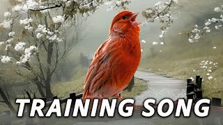 Red Canary 12h Amazing Training Song - The Best Singing