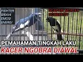 Lagu SEGERA SIMAK !!!!! KACER NGOBRA DIAWAL KETEMU KACER LAIN | CARA MERAWAT KACER