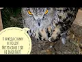 Download Lagu Unpacking the new sudden inhabitants of Owl Valley. Everything was decided in two days