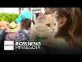 Wedge Cat Tour attracts crowds to Minneapolis neighborhood