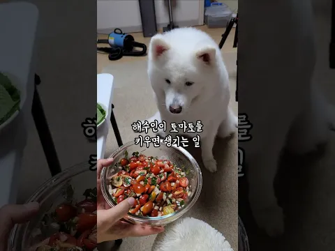 해수인이 토마토를 키우면 생기는 일