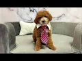 Maltipoo M at Furry Babies Portage