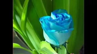 صباح اللامي بياع الورد دندنها