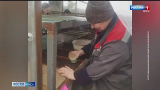 Омские аграрии начала высадку семян для цветов ко Дню Победы