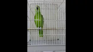 إقامة الصلاة بصوت ببغاء 