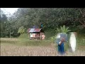Download Lagu Camping fishing dipondok Sawah Tepian Bukit- Berburu ikan dialiran Sungai Kecil 