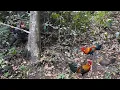 Lagu Relocate the shelter, and discover traces of wild jungle fowl, immediately set traps, survival alone