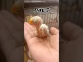 Download Lagu African lovebirds🐦growth| #africanlovebirds #growth #lovebirds #birds #ytshorts #shorts #viralvideo