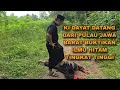 Lagu KI DAYAT DATANG DARI PULAU JAWA BUKTIKAN ILMU SANTET TINGKAT TINGGI/arya prana