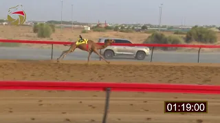سباق الفطامين سيف العرب 23 7 2023 ش20 شاهين لـ حمد محمد علي عويمر الدرعي 2 14 