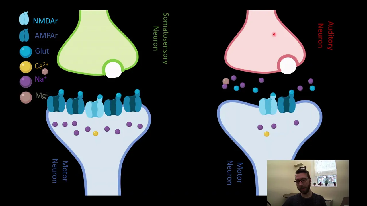 PSY210 CH13PT6: Long Term Potentiation