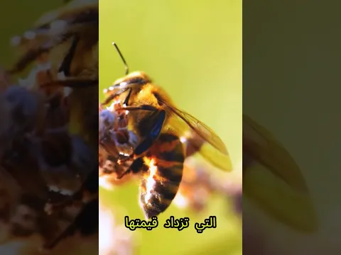 شاهد المعنى الكامل لاسم جليلة على #قناة_معاني_الاسماء #صباح_الخير