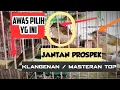 Download Lagu CARA MEMILIH BURUNG FLAMBOYAN JANTAN YANG BAGUS DI OMBYOKAN