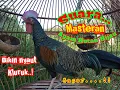 Download Lagu SUARA MASTERAN AYAM HUTAN JANTAN BERKOKOK GACOR || Ayam Hutan Hijau Gacor..‼️