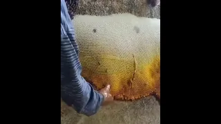 وش شعورك إذا شفت عسل ابوطويق سدر بهذا الحجم 