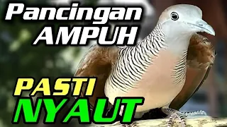 perkutut lokal gacor suara besar buat pancingan pasti nyaut 